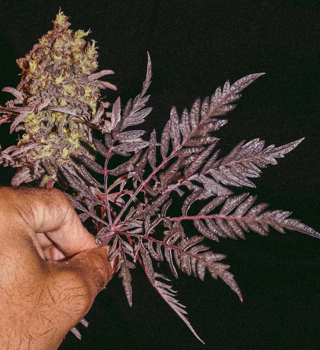 Califrosty's Breeding projects