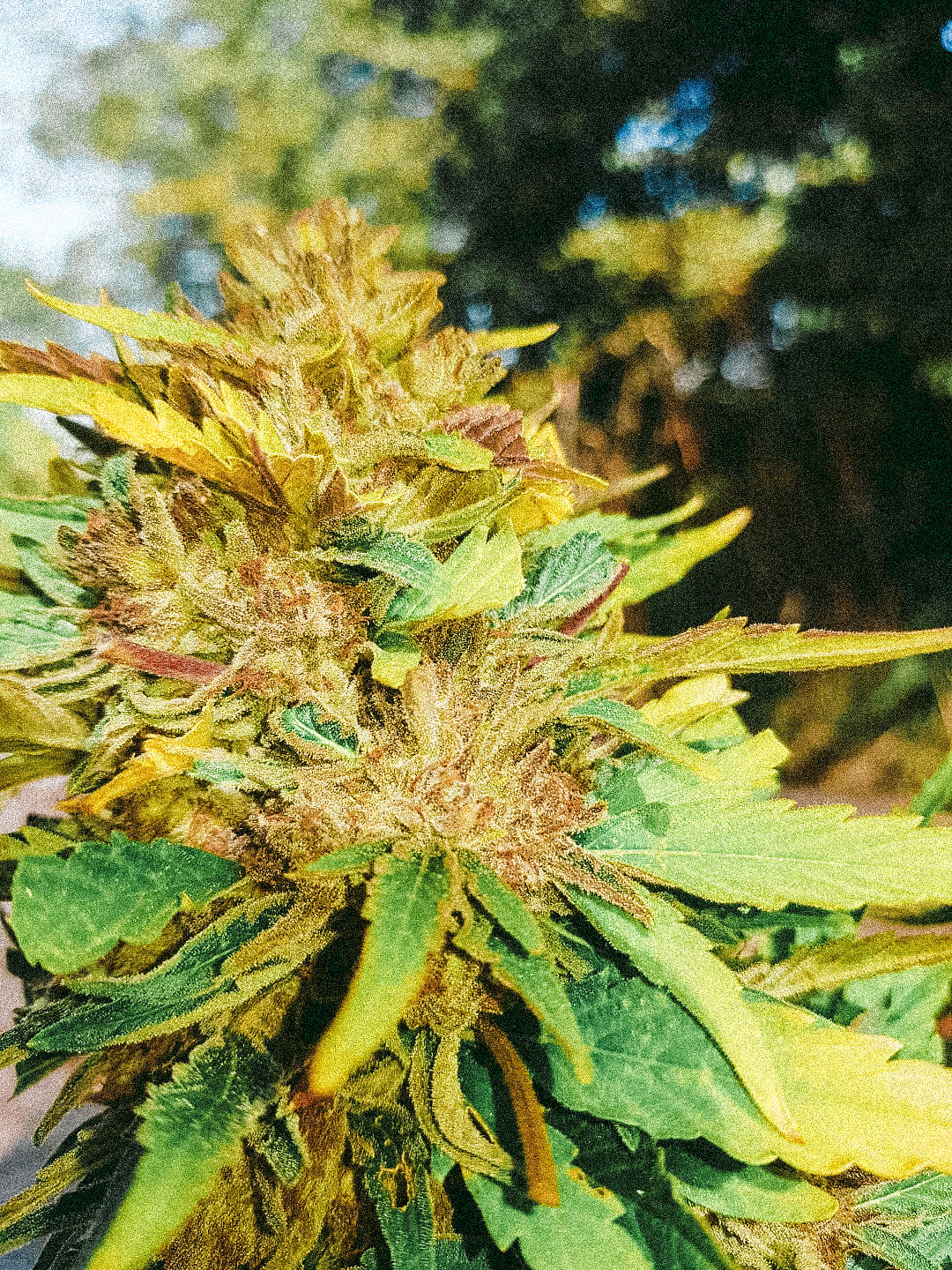 Frosty's Kush Pie β½