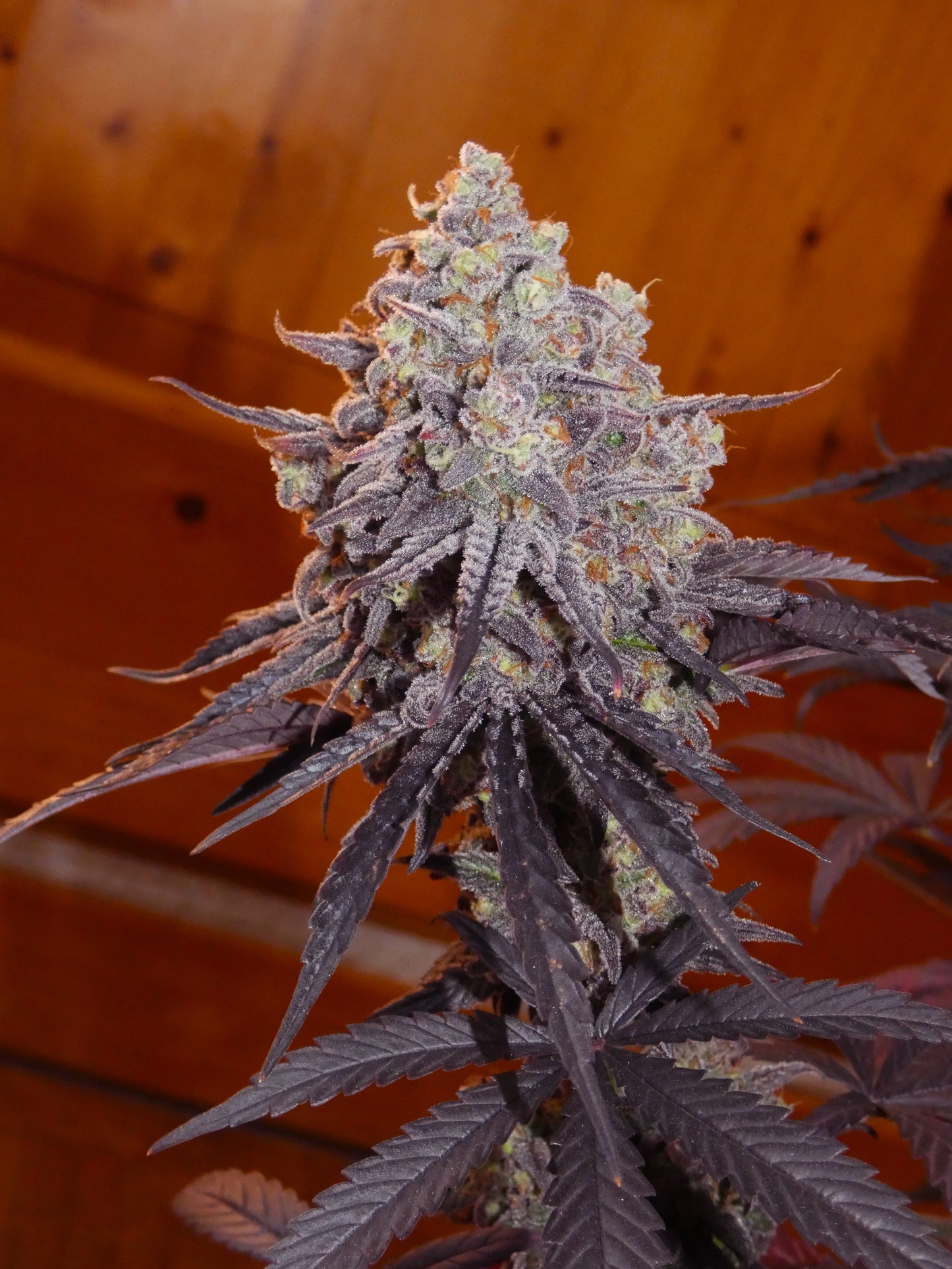 Frosty's Kush Pie β½