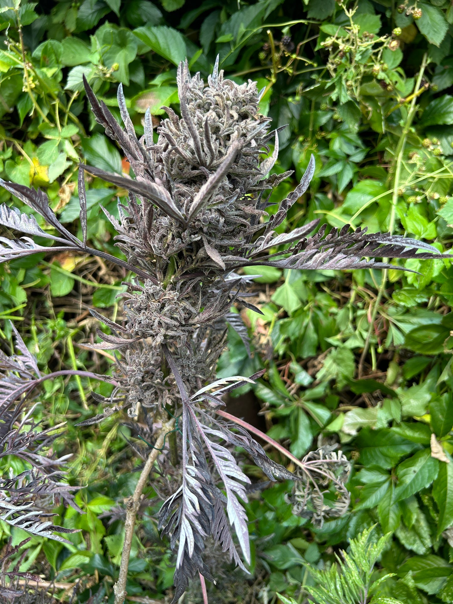 Frosty's Auto Freak π§