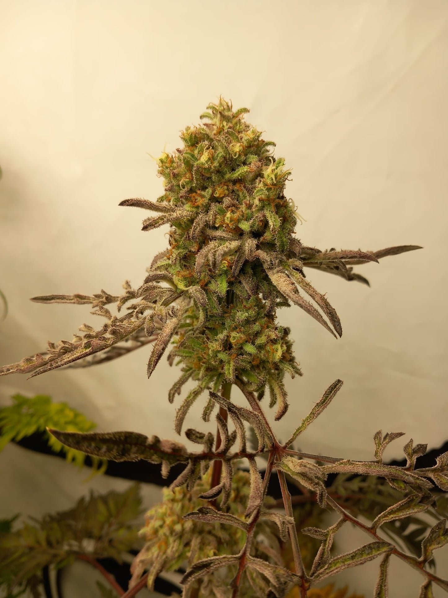 Frosty's Purple Freak π§
