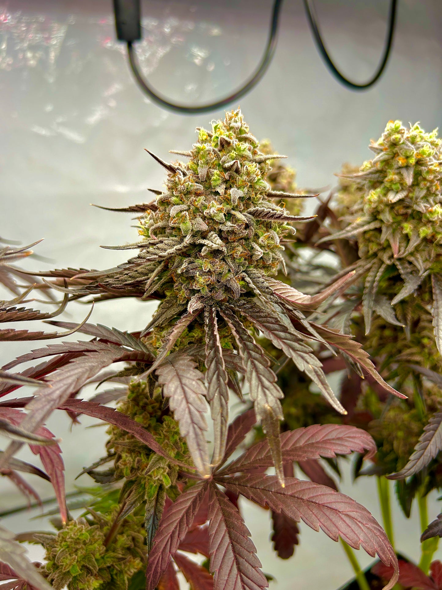 Frosty's Kush Pie β½