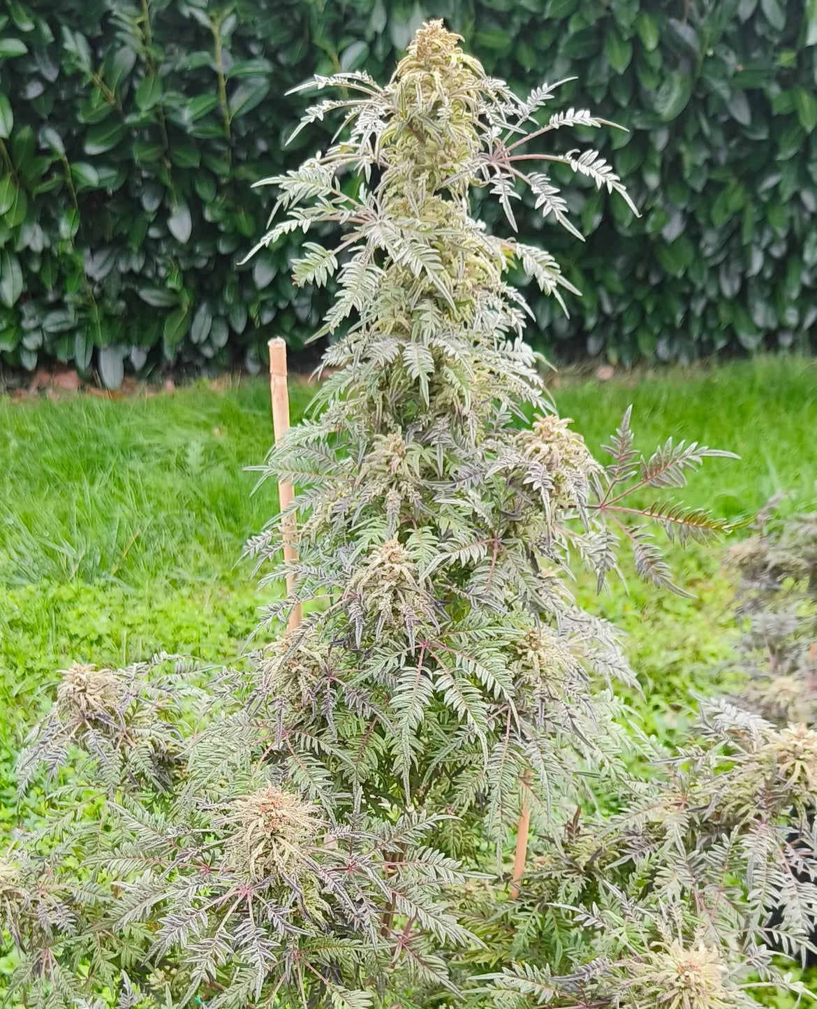Frosty's Purple Freak π§