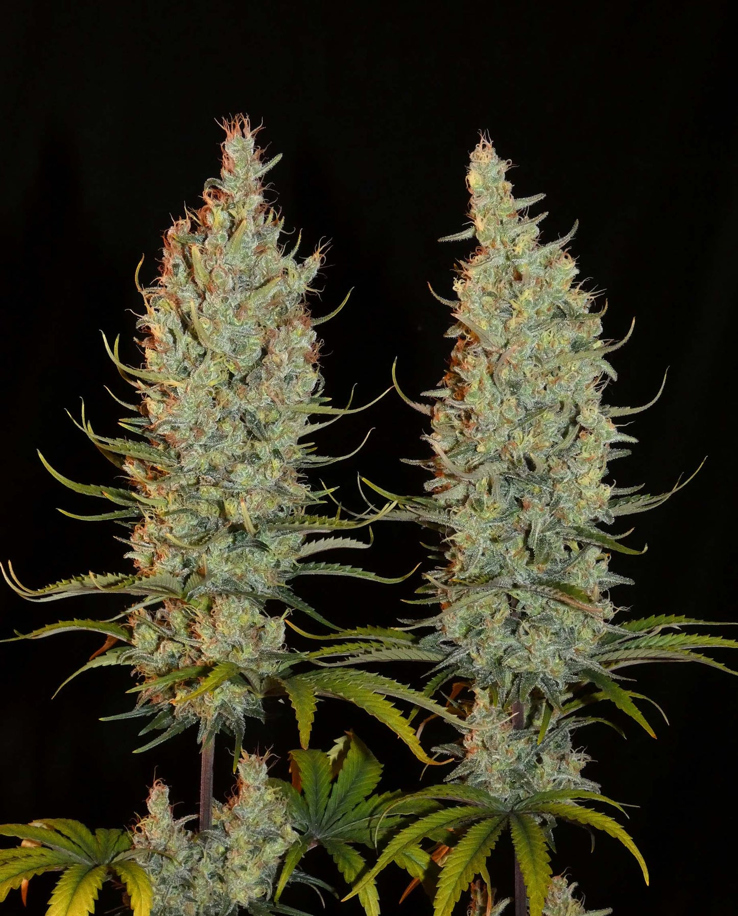 Desert Skunk 🌵