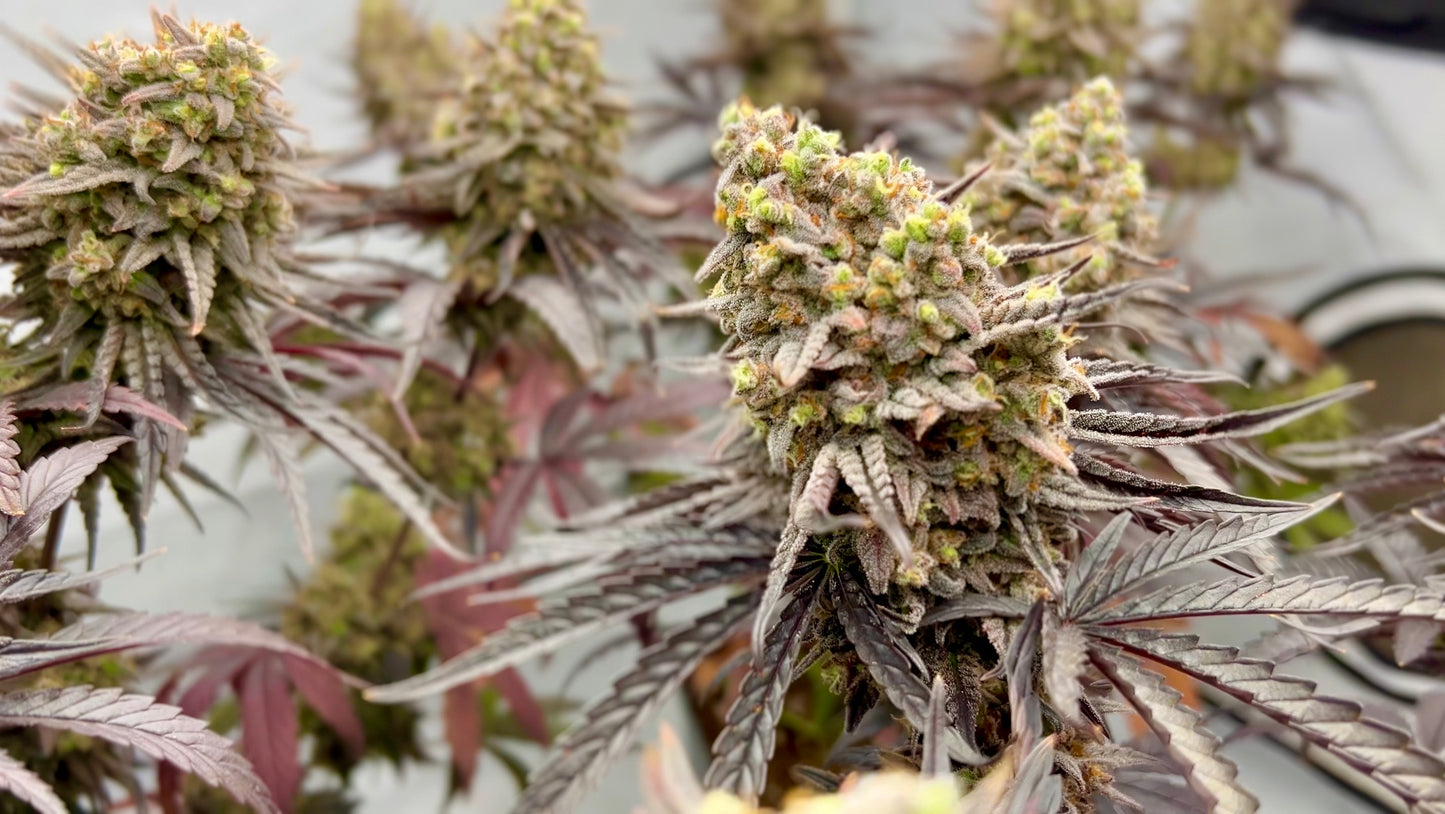 Frosty's Kush Pie β½