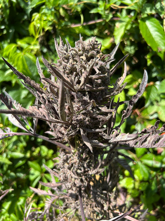 Frosty's Auto Freak π§