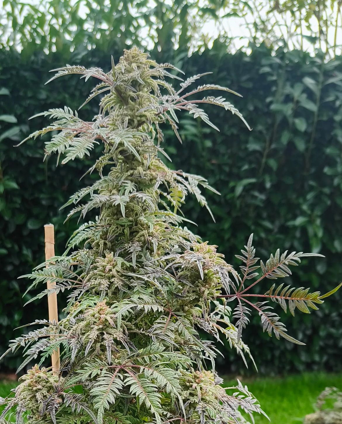 Frosty's Purple Freak π§