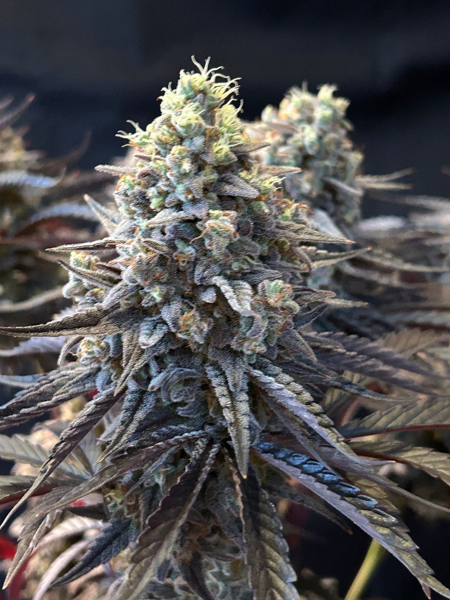 Frosty's Kush Pie β½