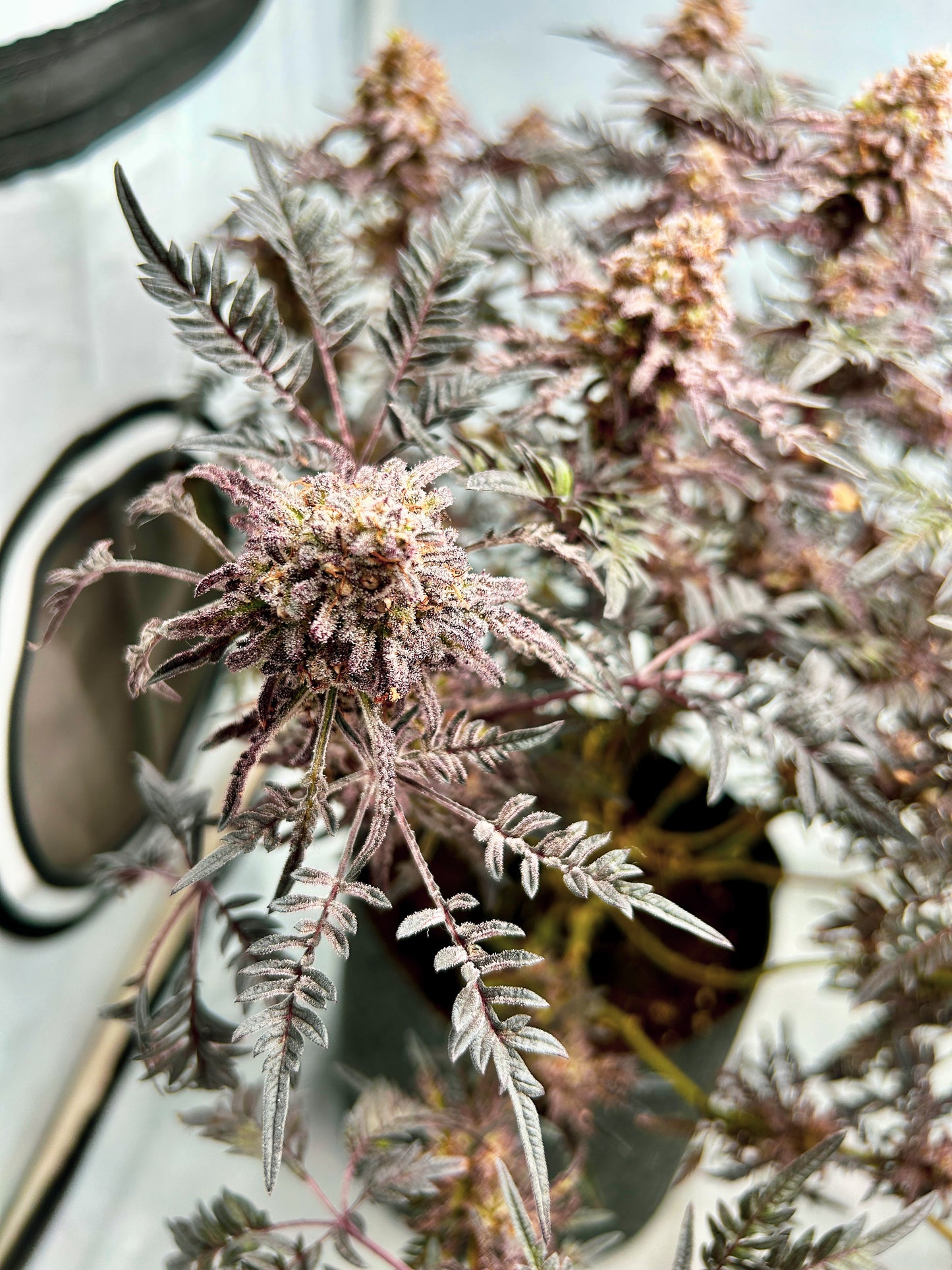 Frosty's Purple Freak π§