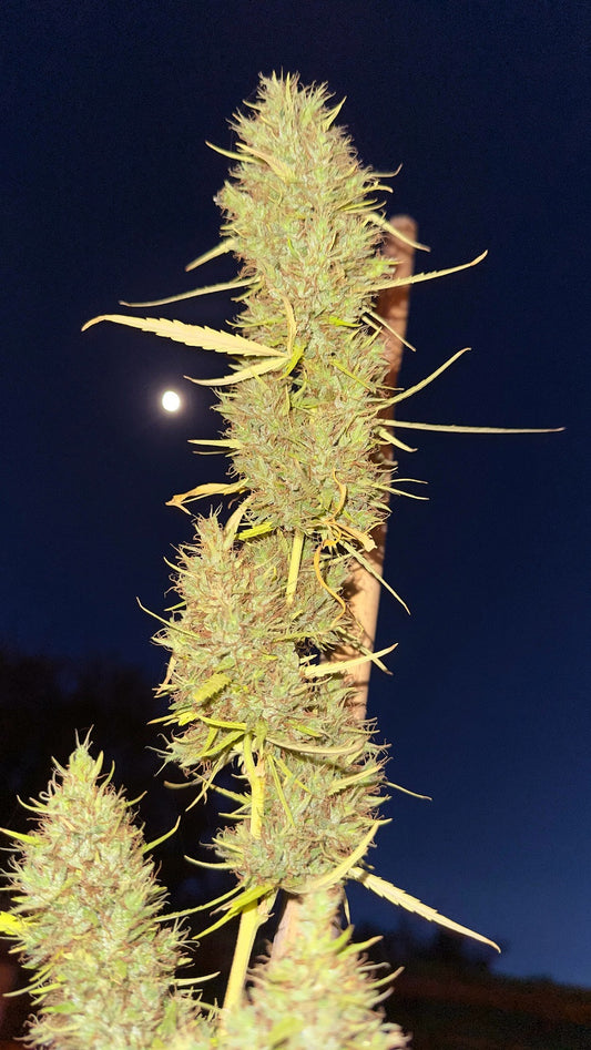 80's Durban Poison 🇿🇦