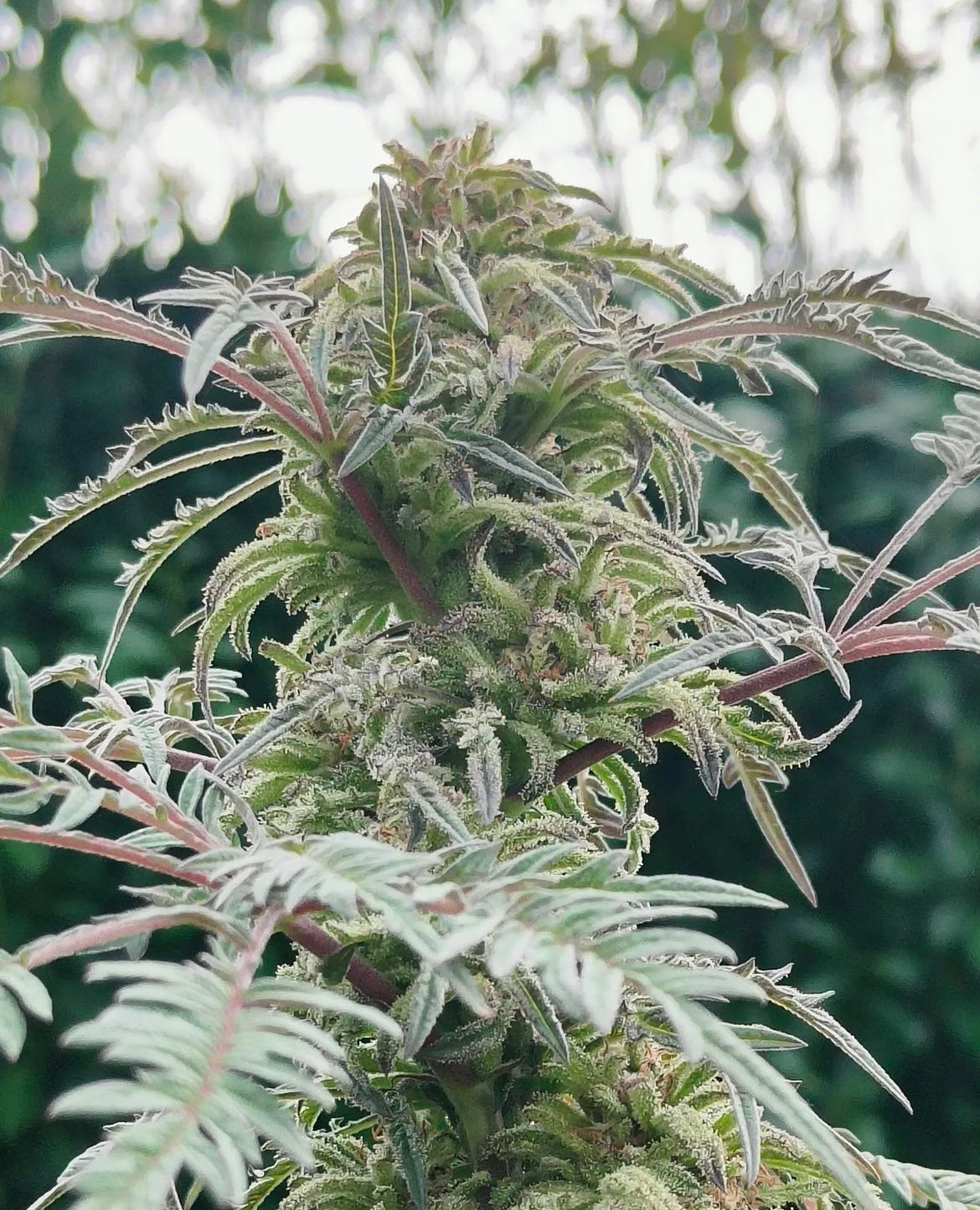 Frosty's Purple Freak π§