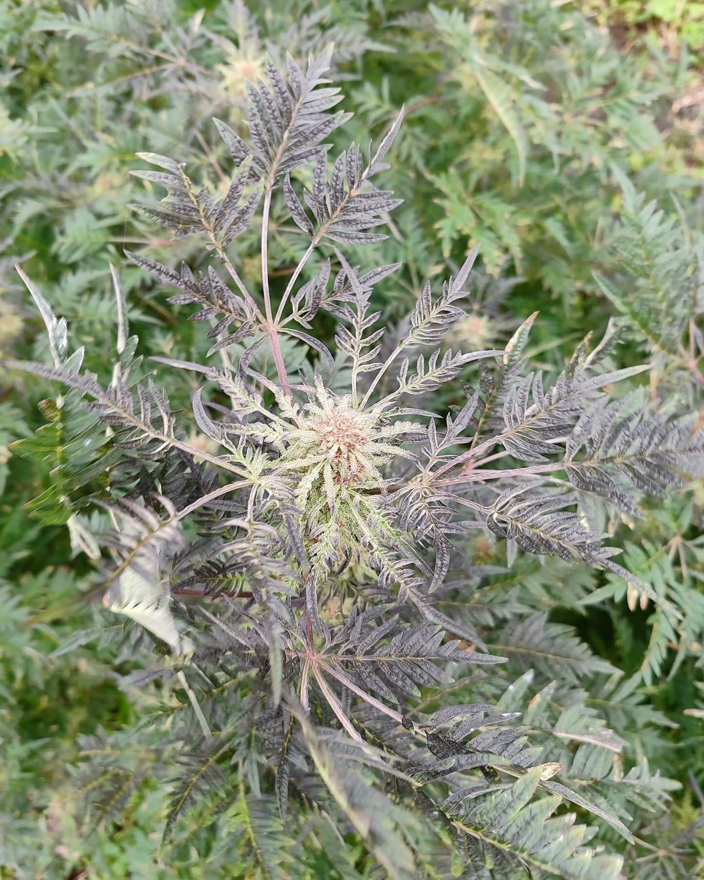 Frosty's Purple Freak π§