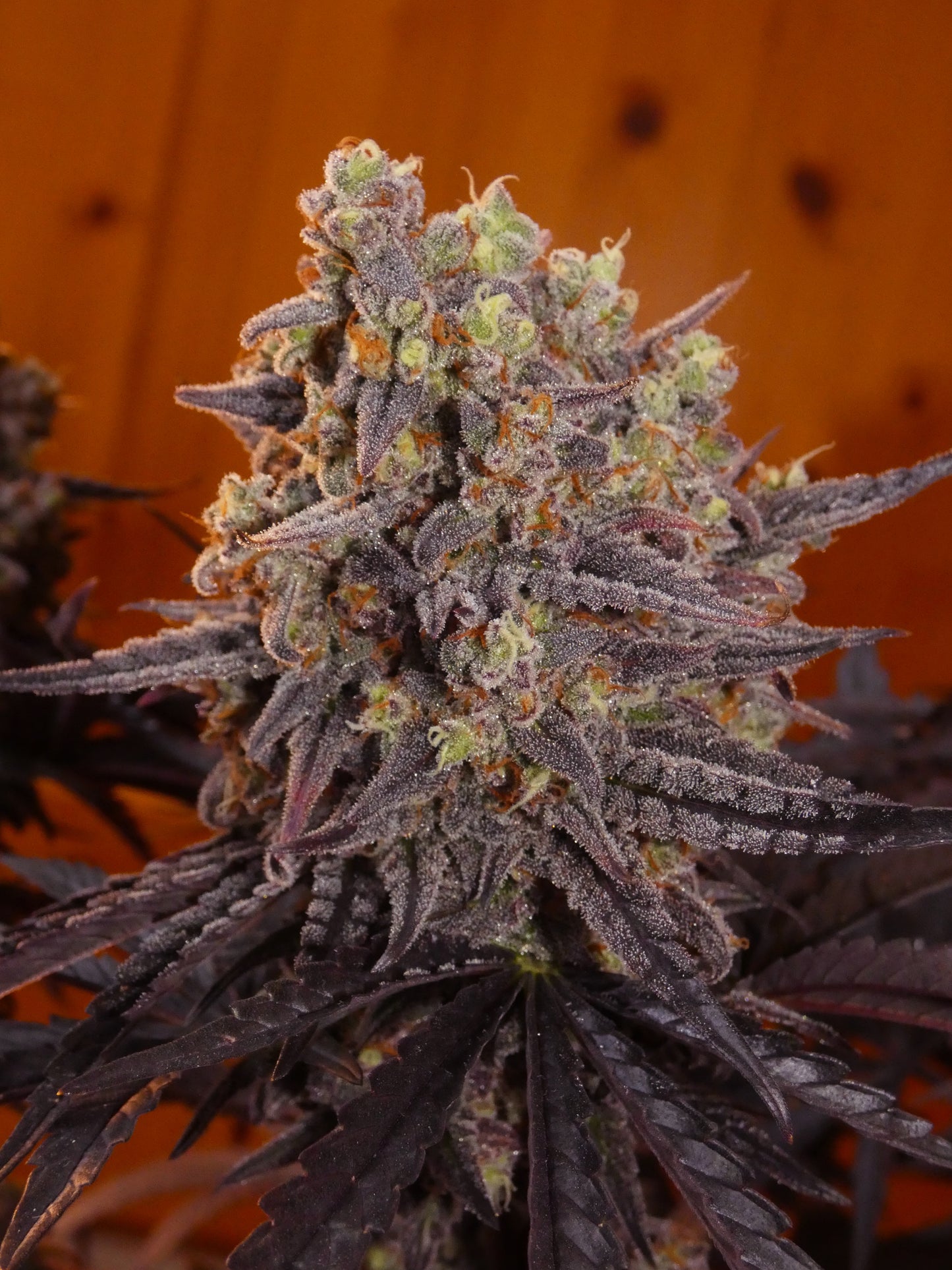 Frosty's Kush Pie β½