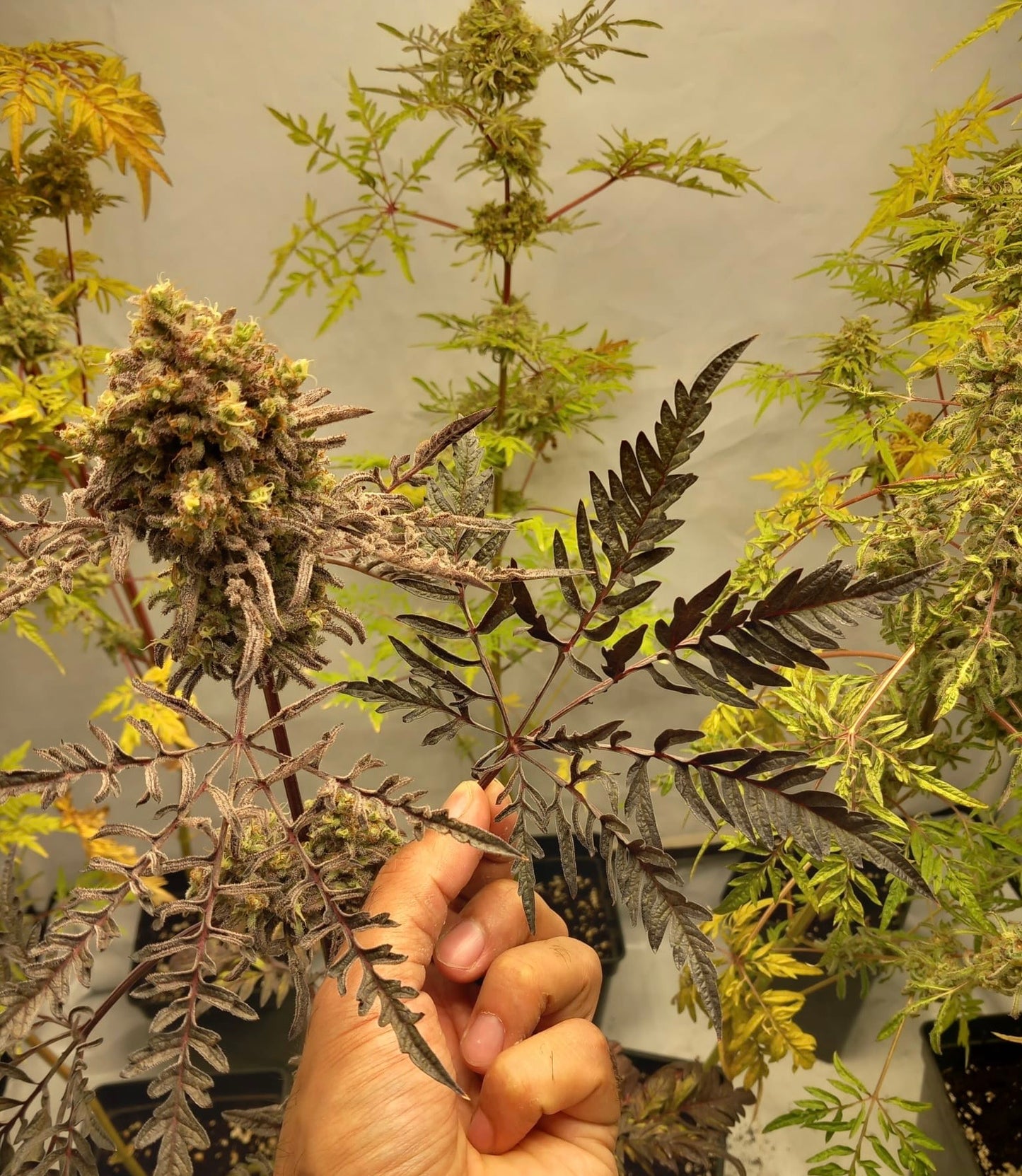 Frosty's Purple Freak π§