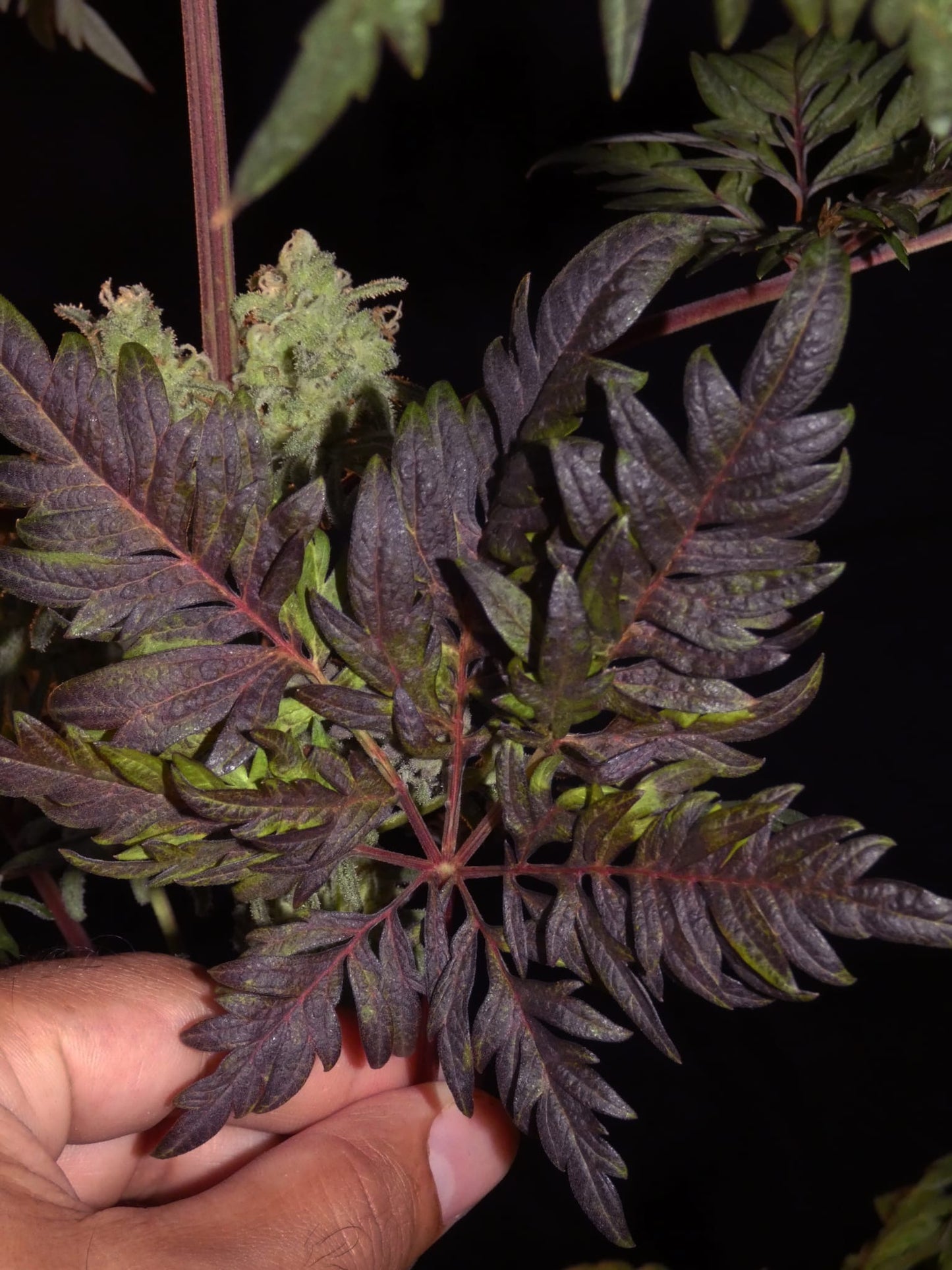 Frosty's Purple Freak π§