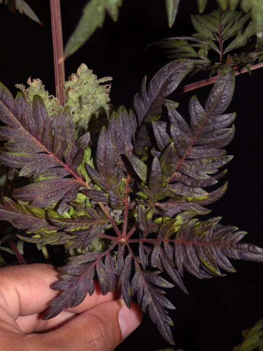 Frosty's Purple Freak π§