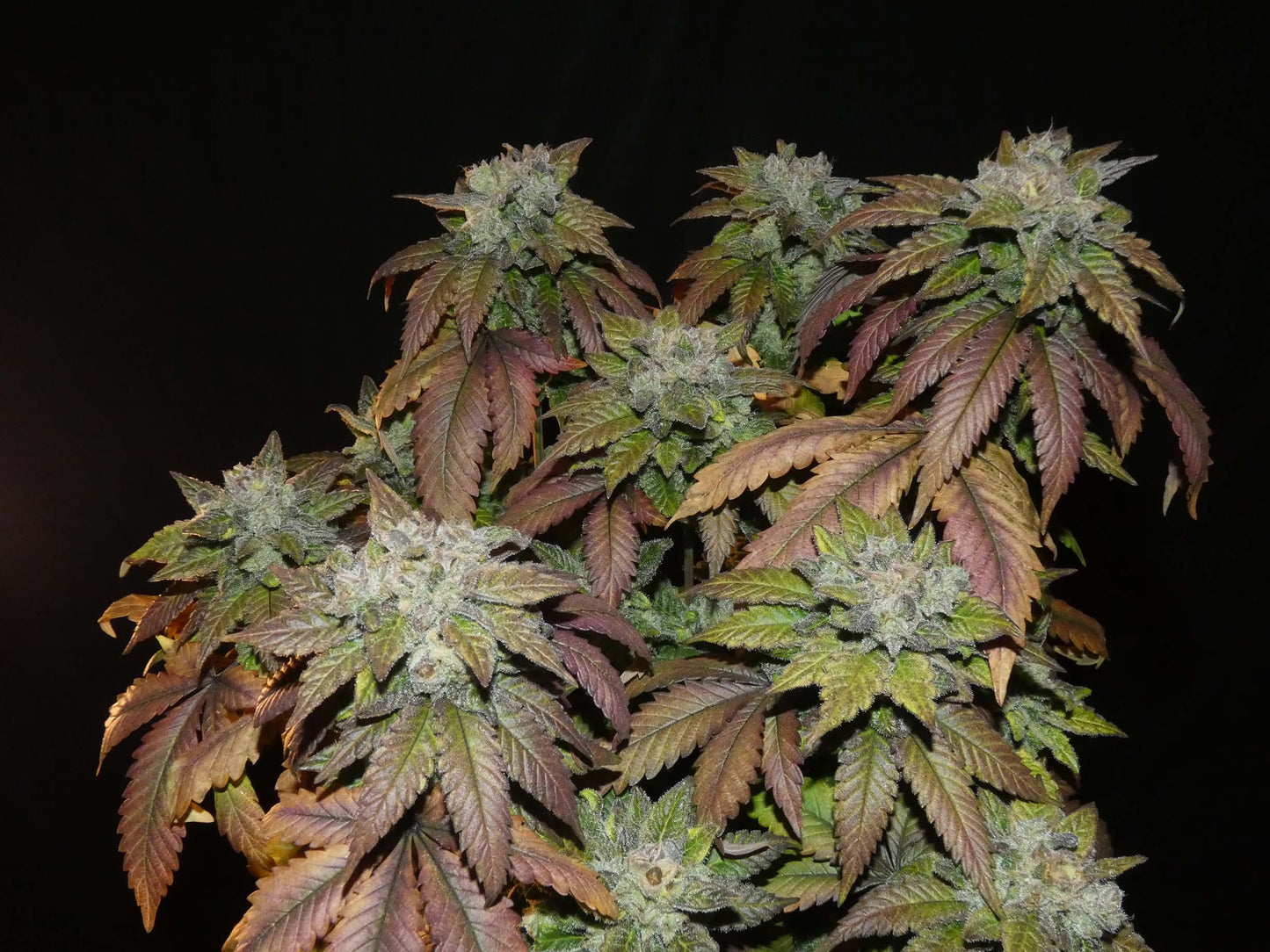 Afghan Lemon 🍋