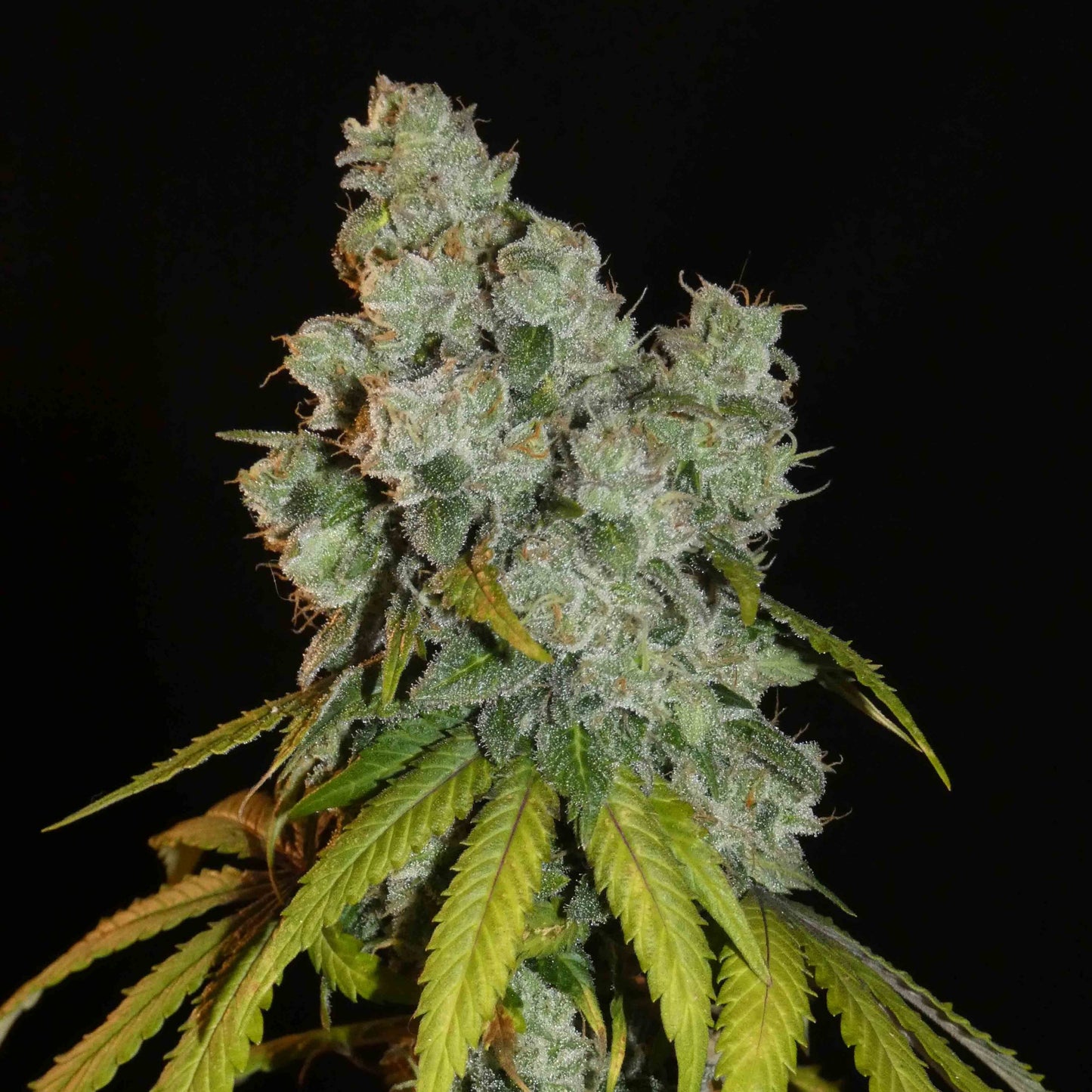 Afghan Lemon 🍋