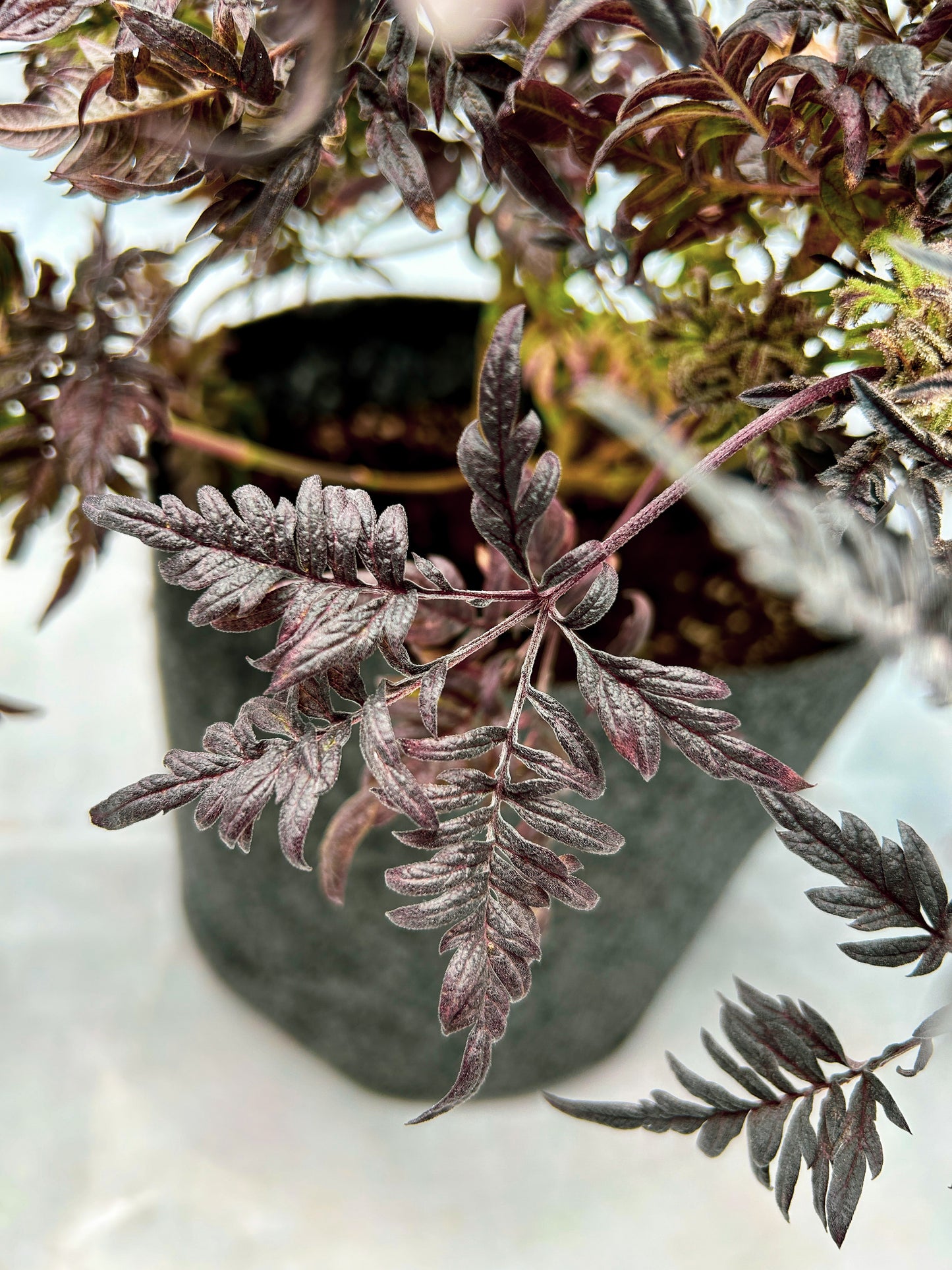 Frosty's Purple Freak π§