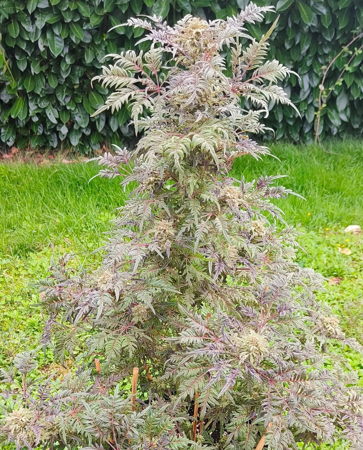 Frosty's Purple Freak π§