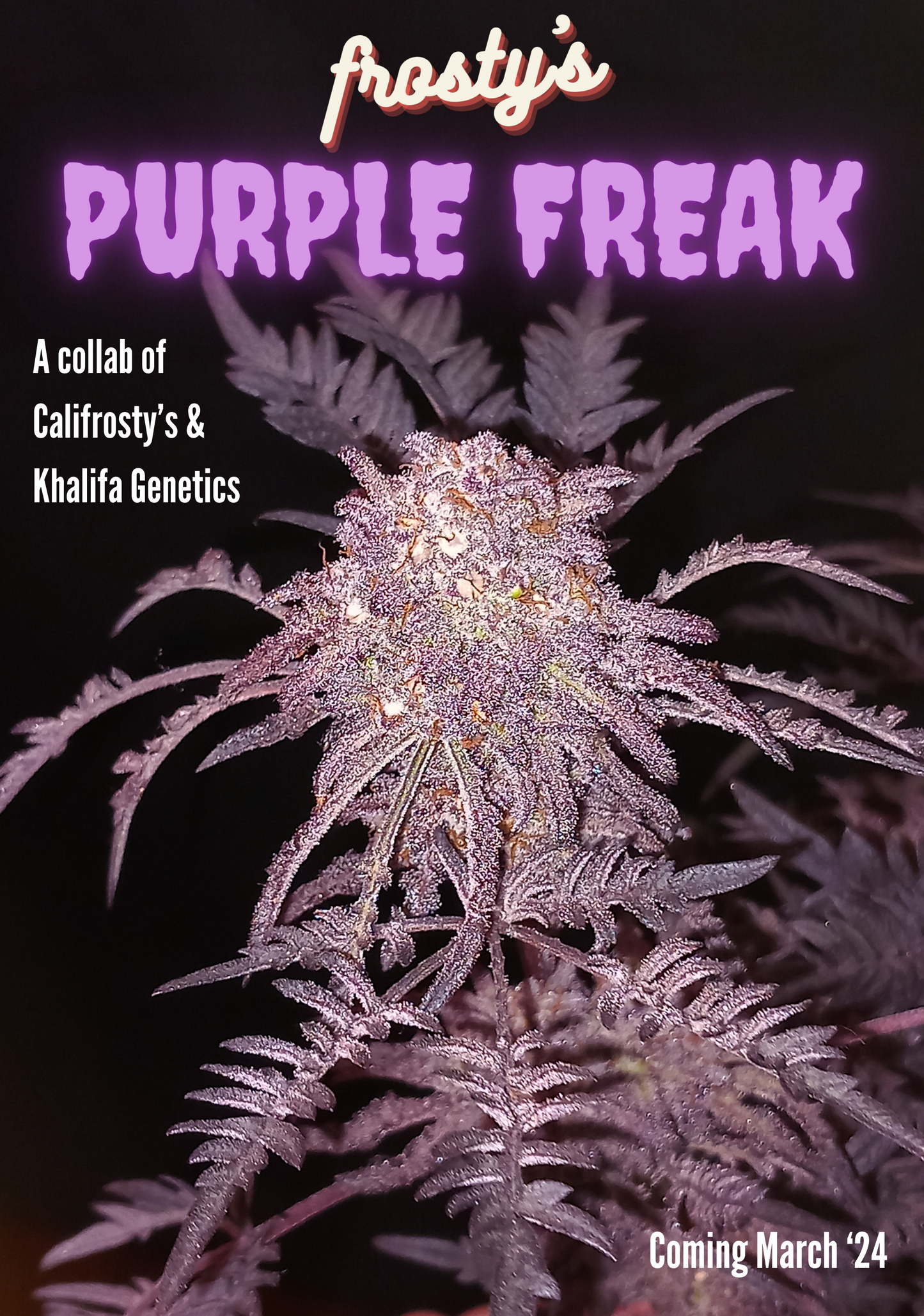 Frosty's Purple Freak π§