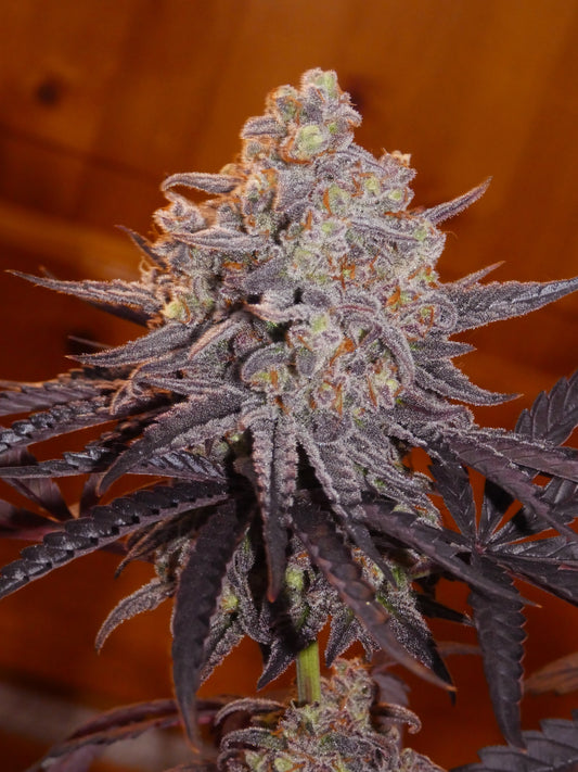 Frosty's Kush Pie β½