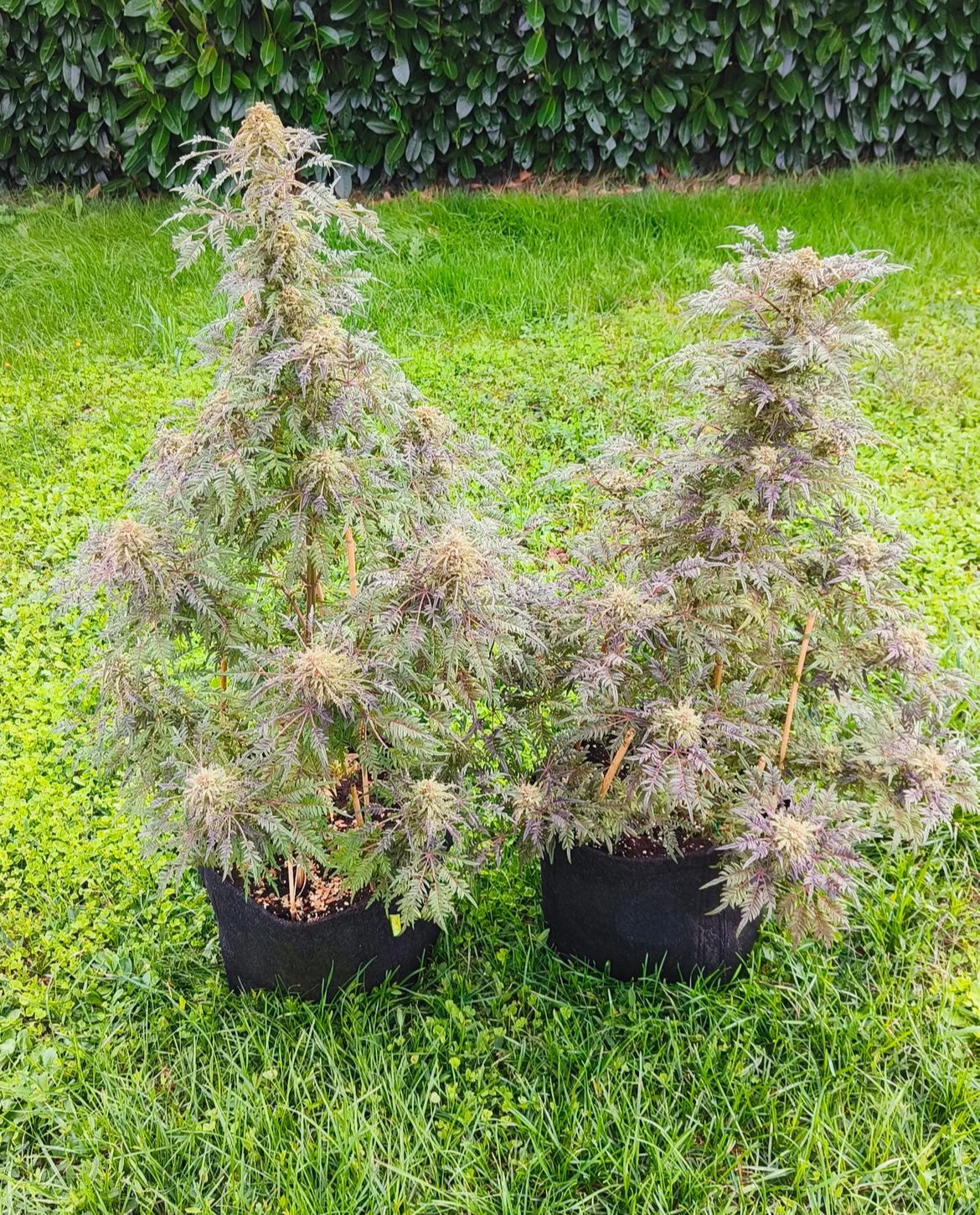 Frosty's Purple Freak π§