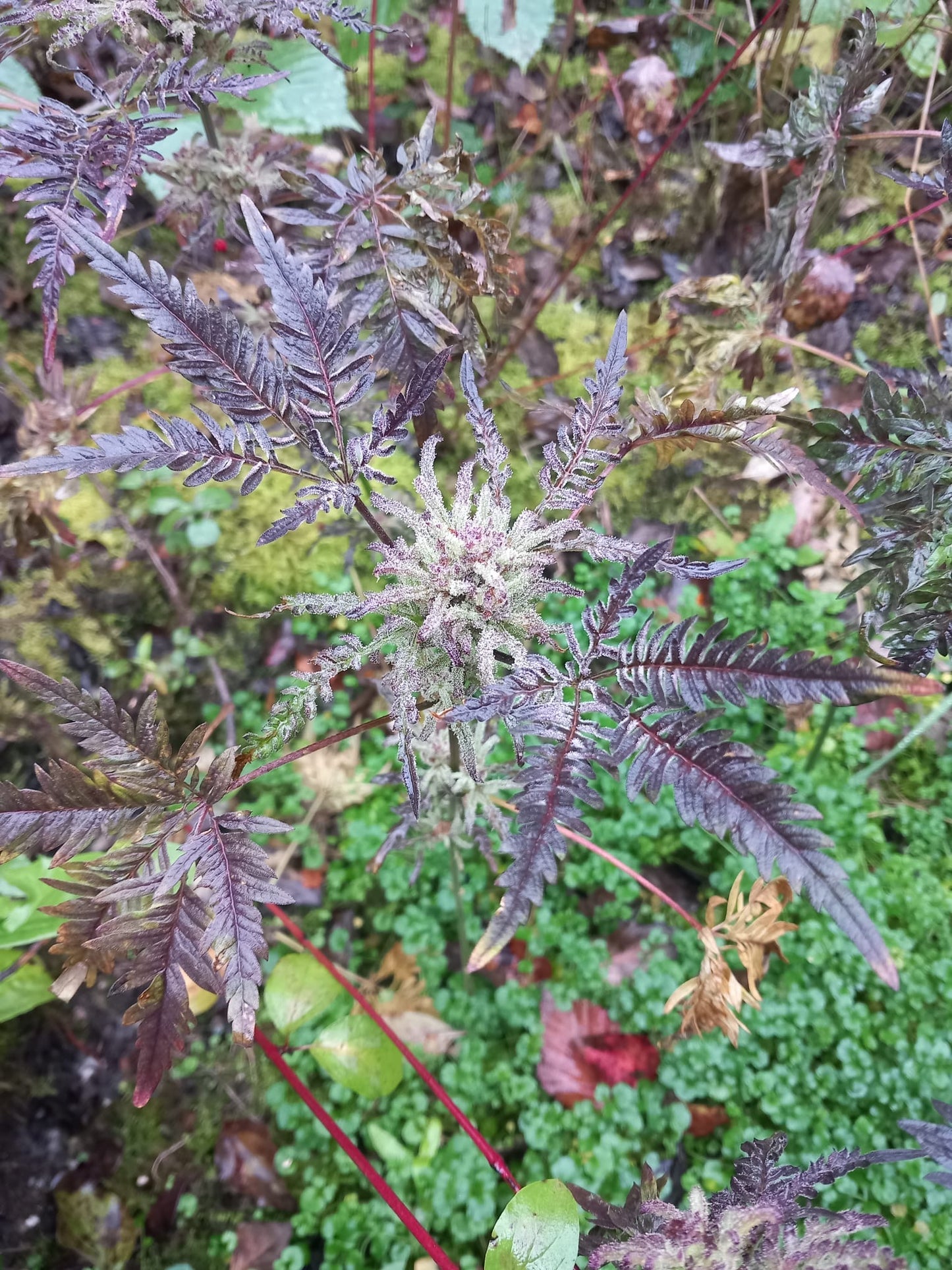 Frosty's Purple Freak π§