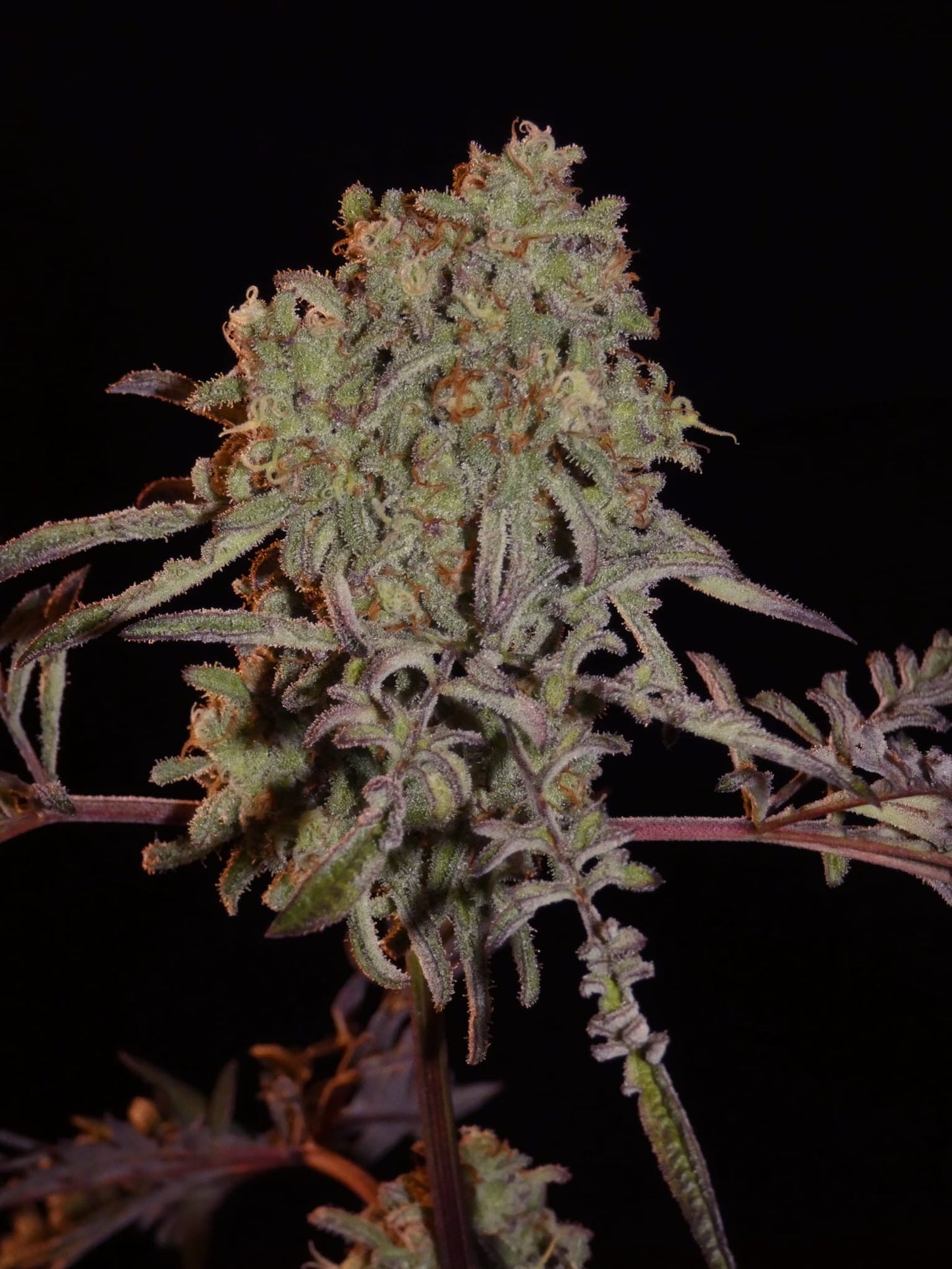 Frosty's Purple Freak π§