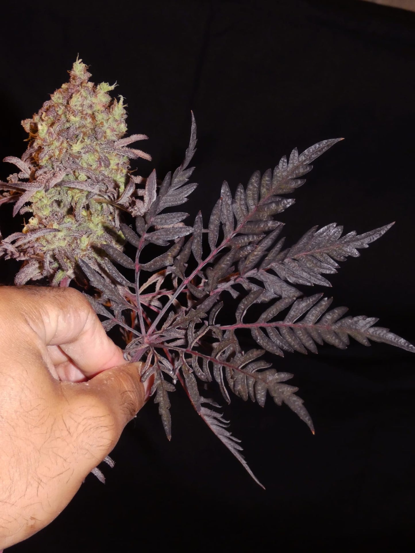 Frosty's Purple Freak π§