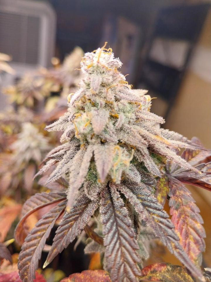 Frosty's Kush Pie β½