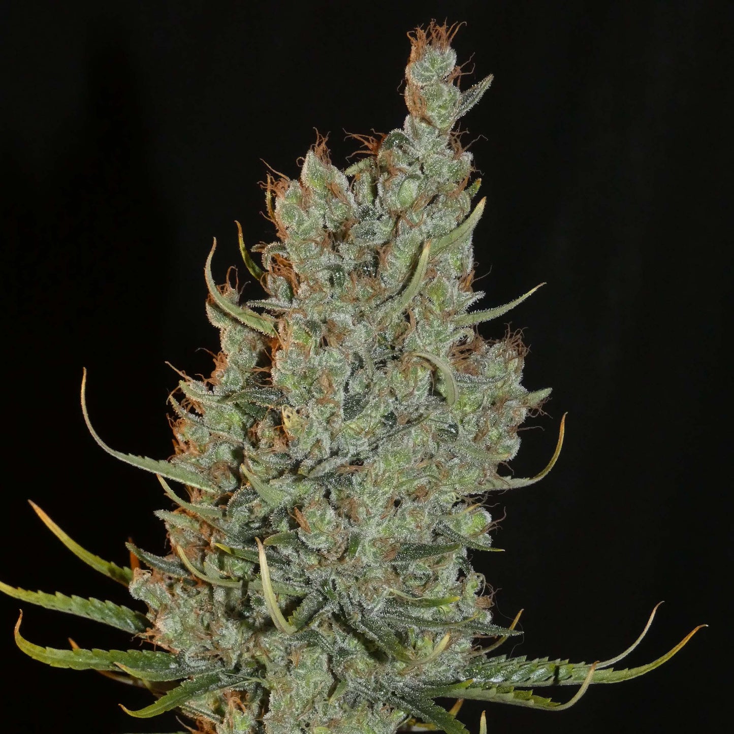 Desert Skunk 🌵