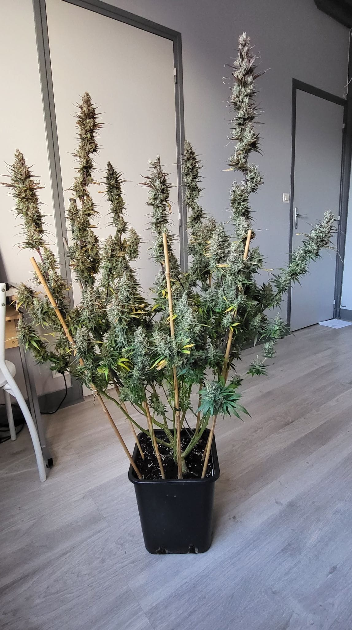 Desert Skunk 🌵