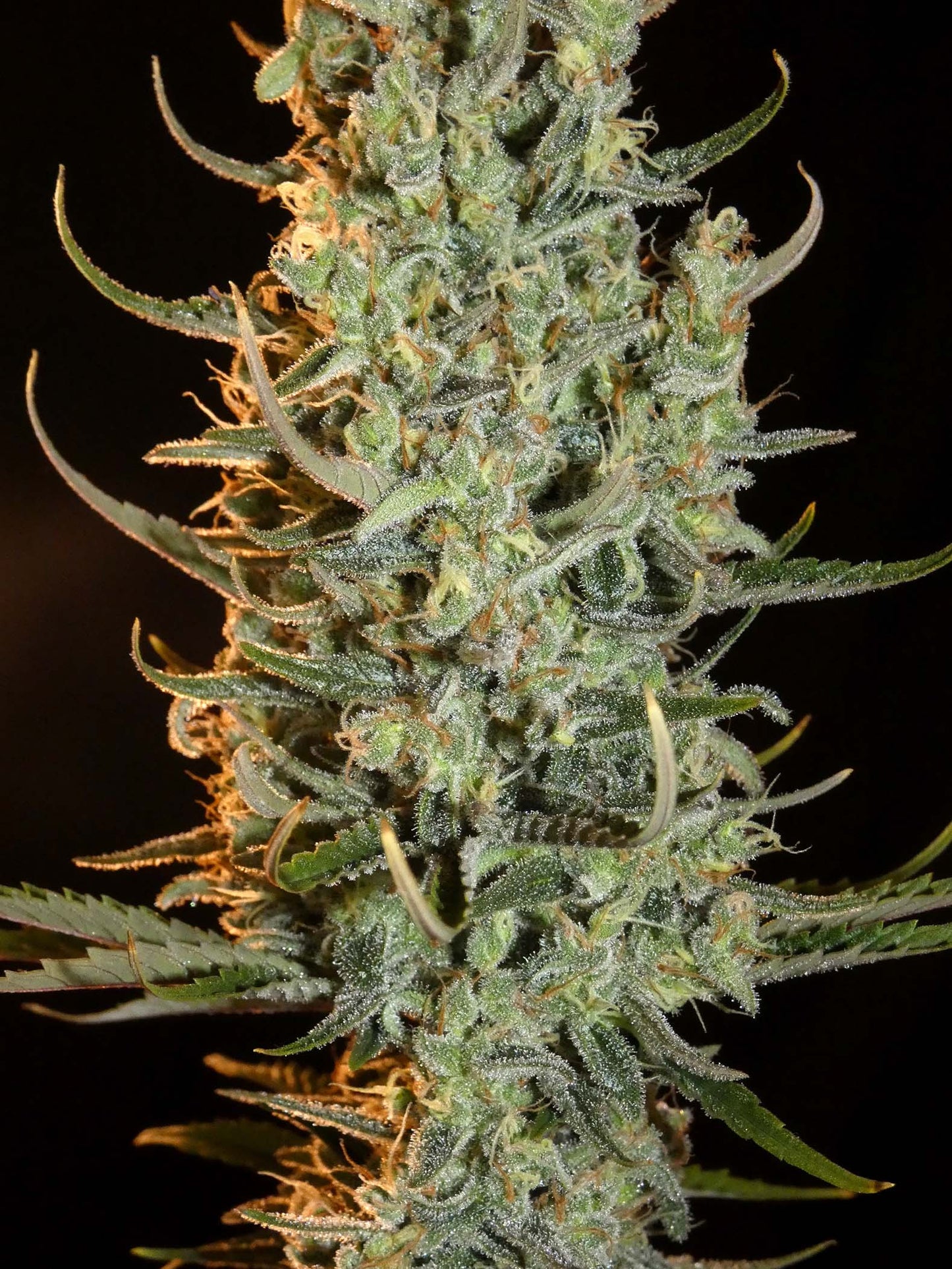 Desert Skunk 🌵