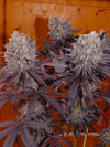 Frosty's Kush Pie β½