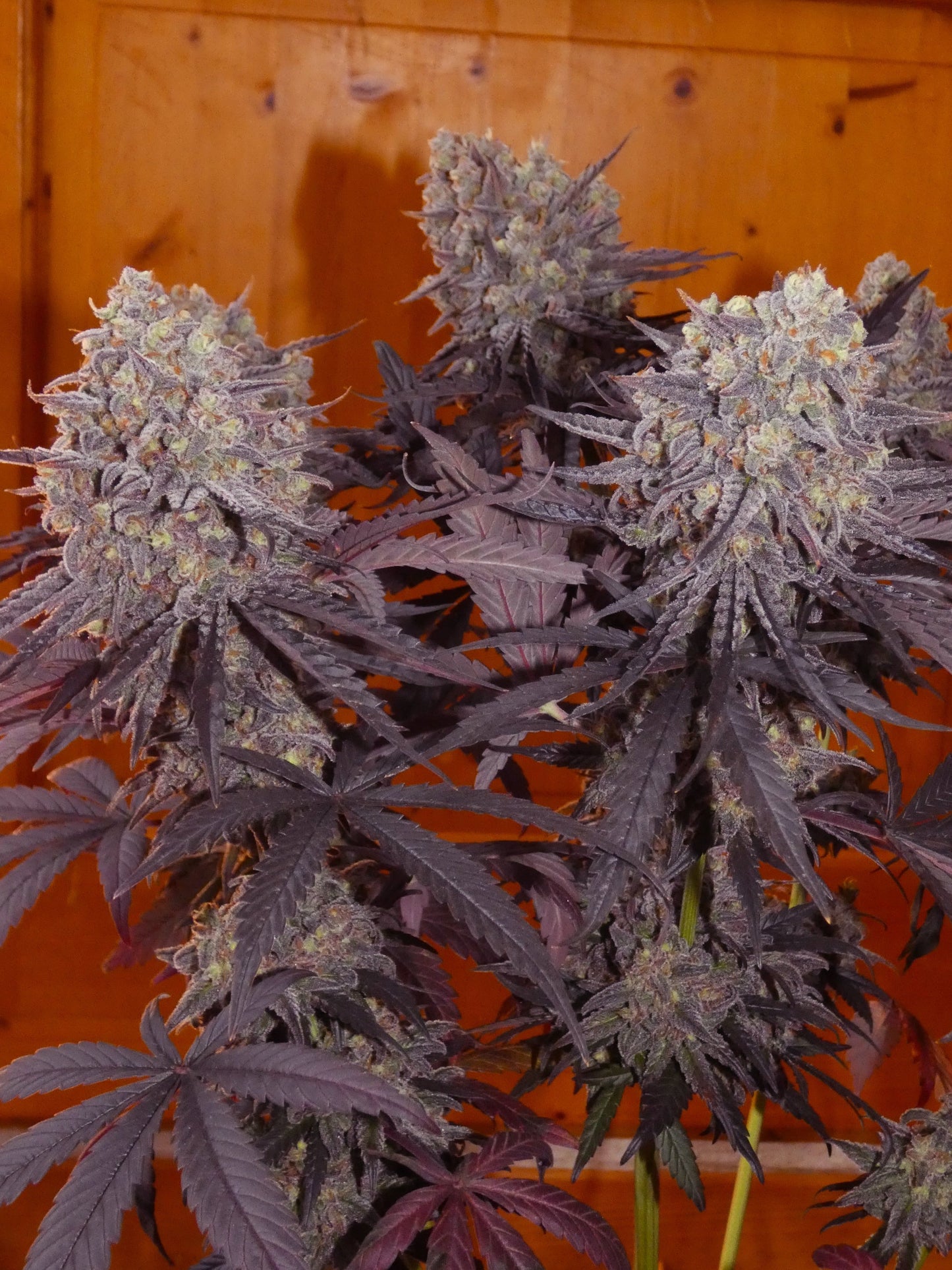 Frosty's Kush Pie β½