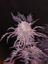 Frosty's Purple Freak π§