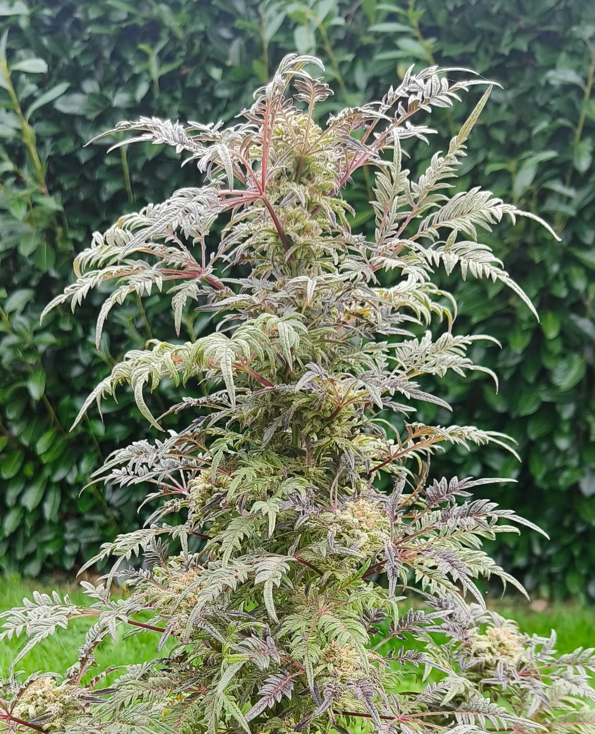 Frosty's Purple Freak π§