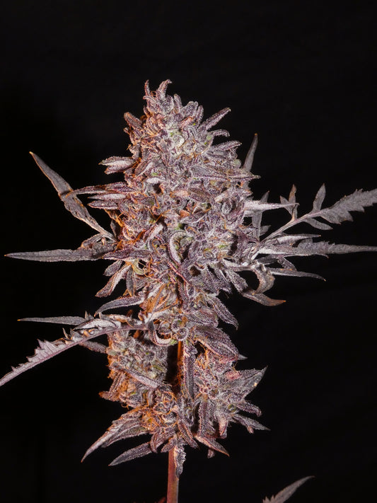 Frosty's Auto Freak π§