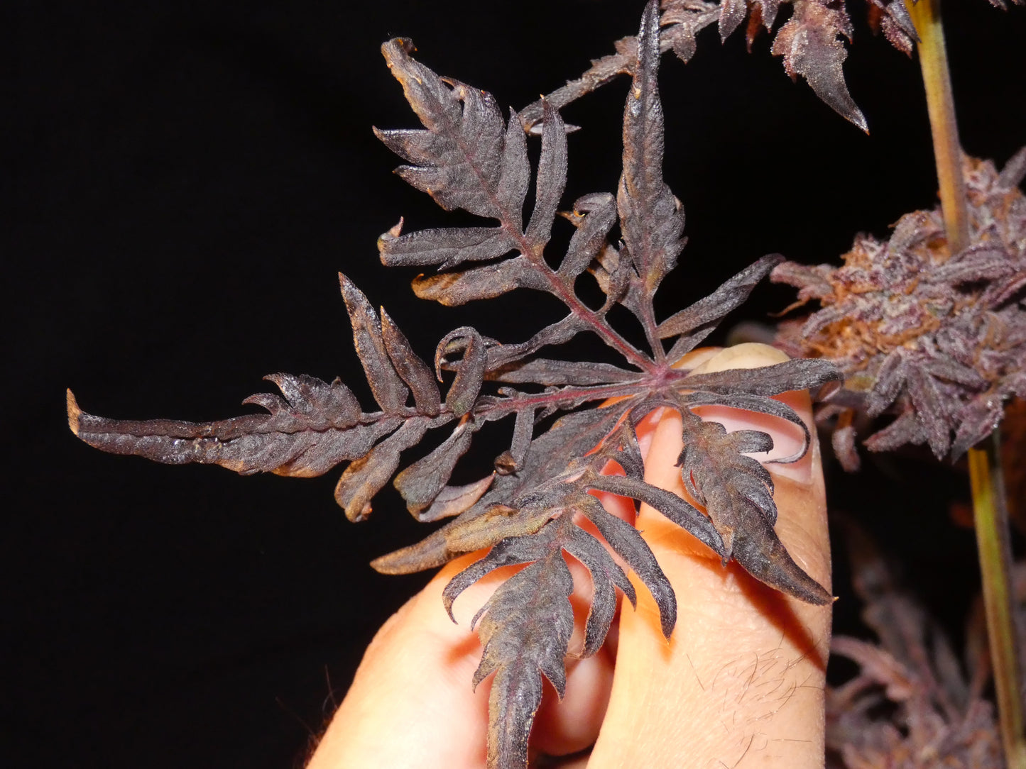 Frosty's Auto Freak π§