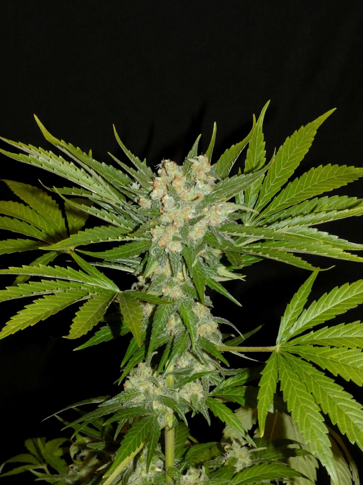 Aladdin's Skunk 🥮