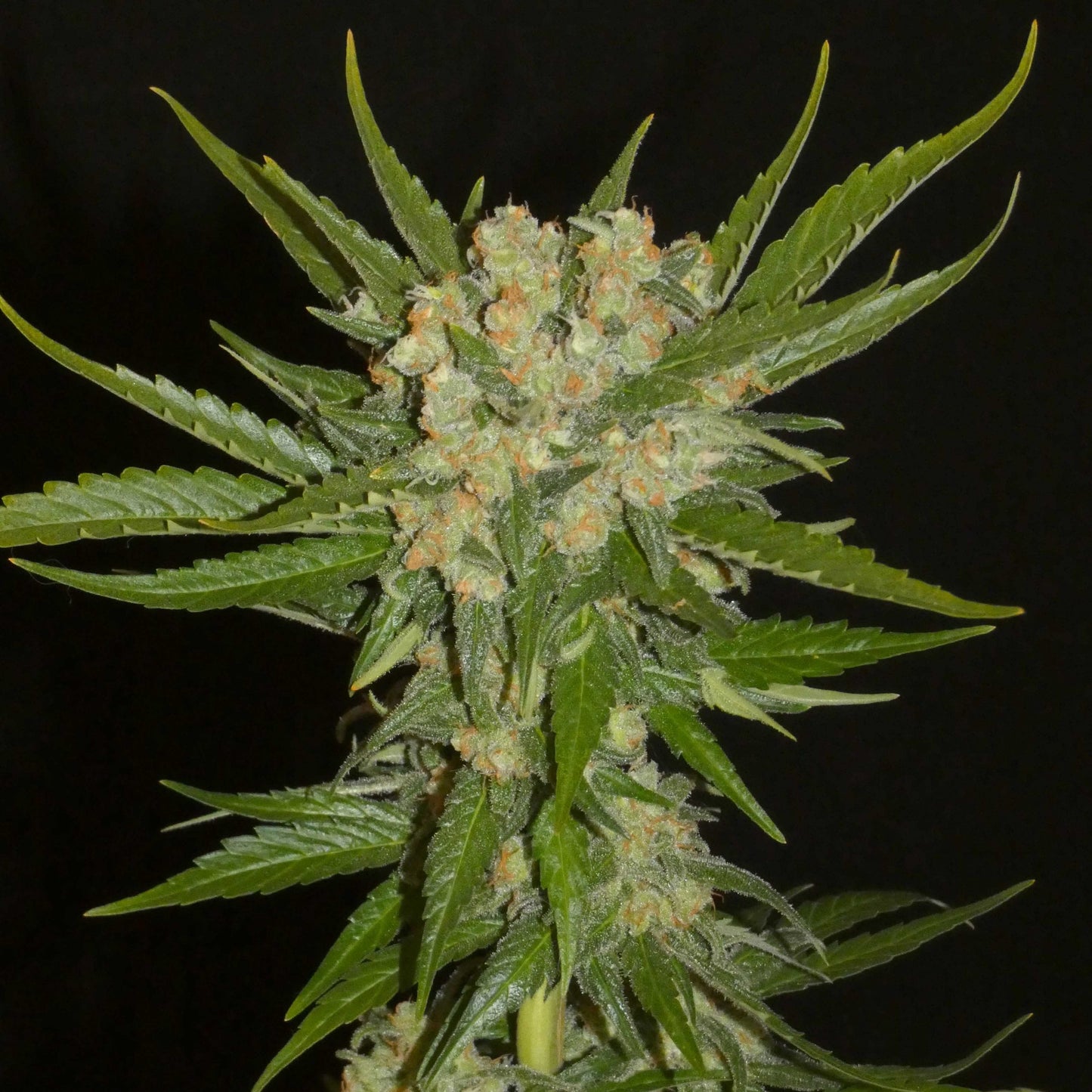 Aladdin's Skunk 🥮