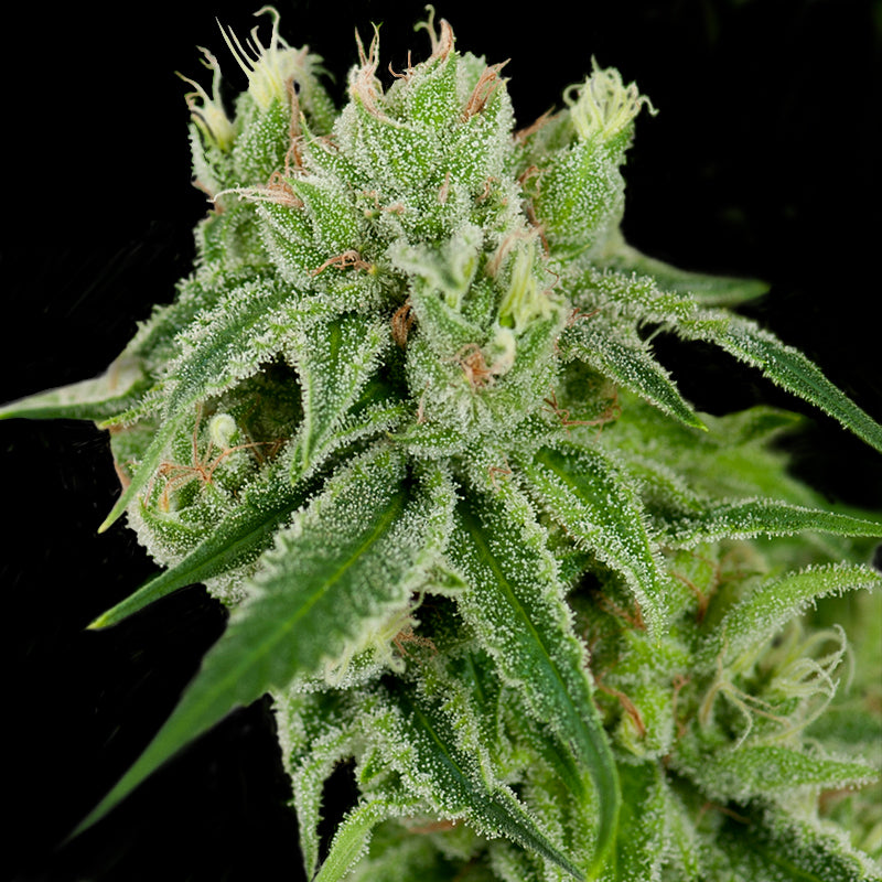 Banana Split 🍌