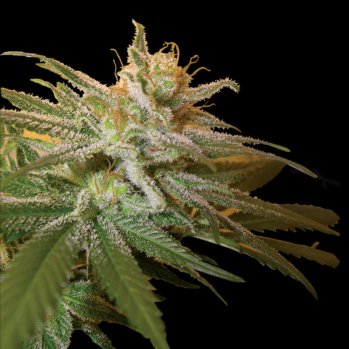 Kushberry 🍇