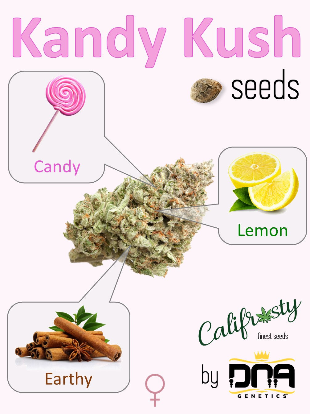 Kandy Kush 🍭