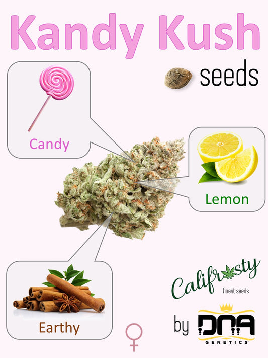 Kandy Kush ๐ญ