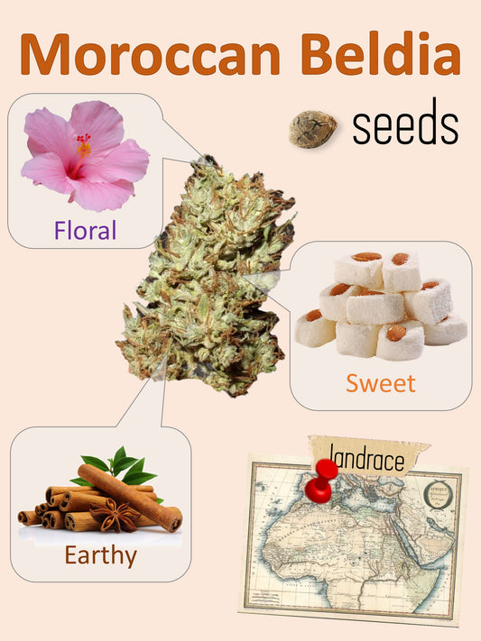 Moroccan Beldia 🍯