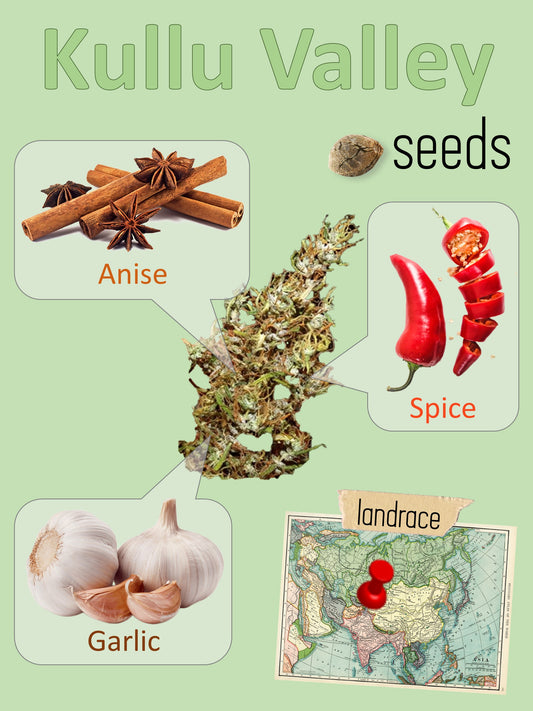 Kullu Valley 🌶️