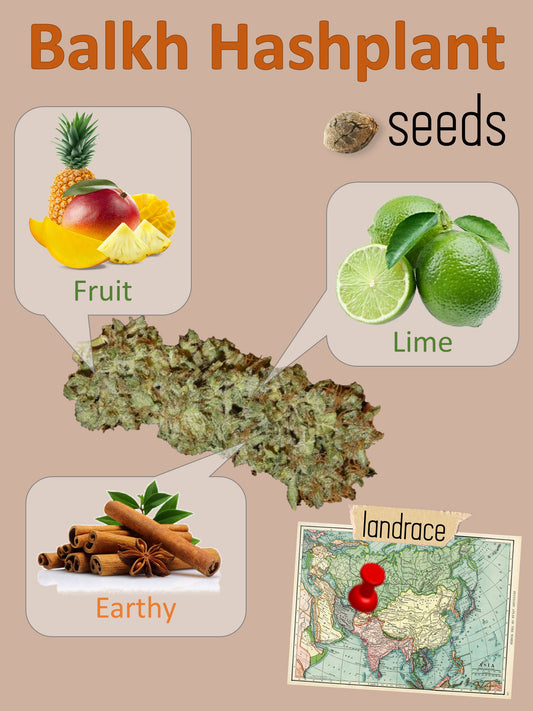 Balkh Hashplant 🍩