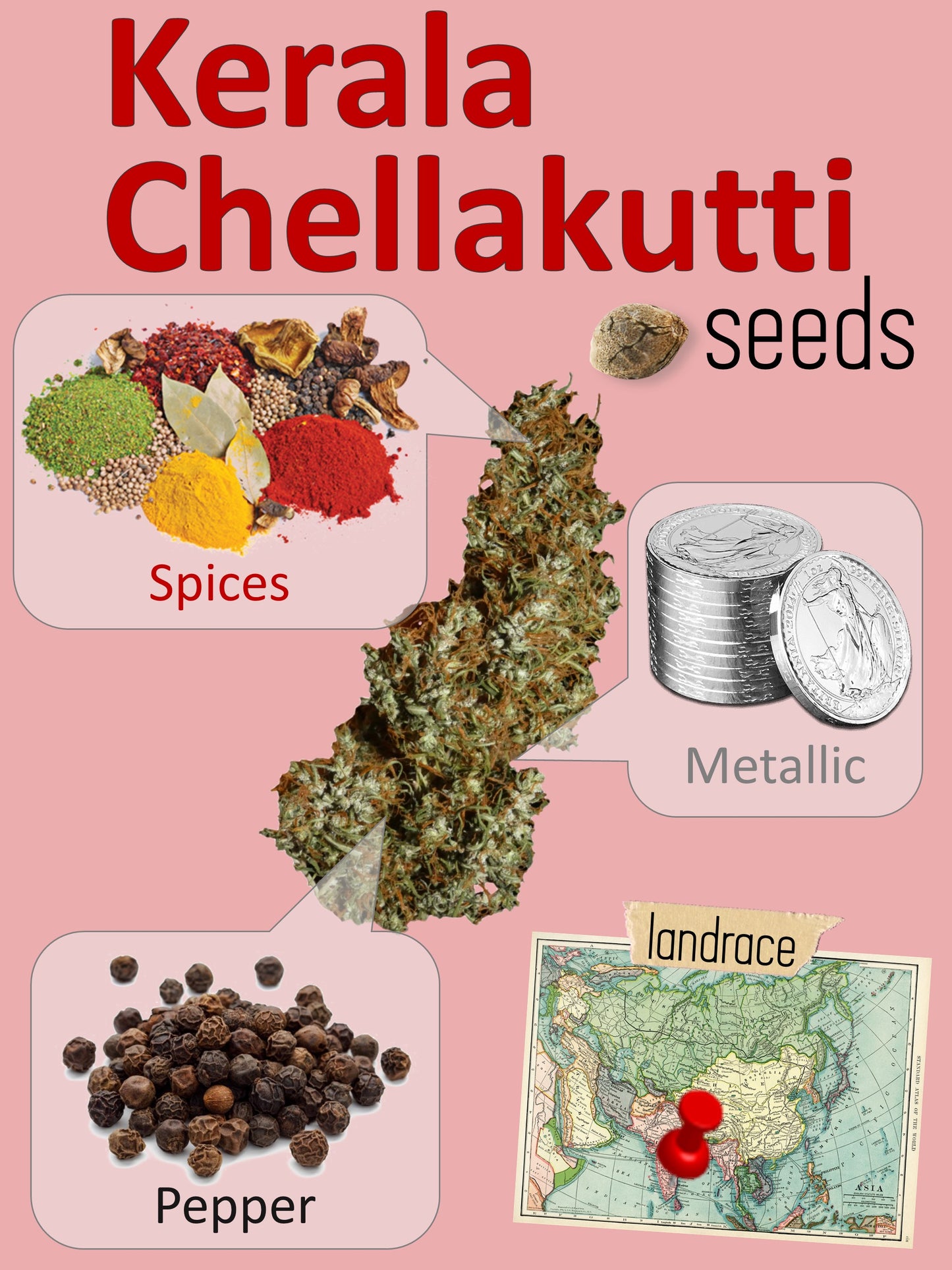 Kerala Chellakutti π΄